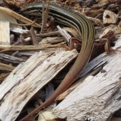 Ctenotus taeniolatus (Copper-tailed Skink) at ANBG - 19 Dec 2023 by SandraH