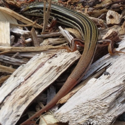 Ctenotus taeniolatus (Copper-tailed Skink) at Canberra Central, ACT - 18 Dec 2023 by SandraH