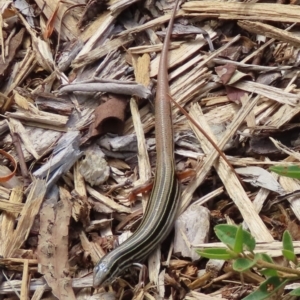 Ctenotus taeniolatus at ANBG - 19 Dec 2023 10:59 AM