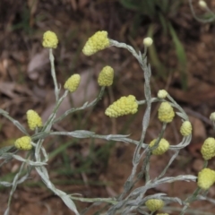 Calocephalus citreus (Lemon Beauty Heads) at Lake Burley Griffin West - 16 Dec 2023 by AndyRoo