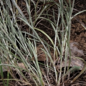 Calocephalus citreus at Blue Gum Point to Attunga Bay - 16 Dec 2023