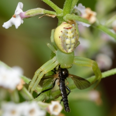 Lehtinelagia prasina (Leek-green flower spider) at Downer, ACT - 18 Dec 2023 by RobertD