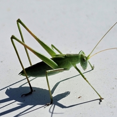 Polichne sp. (genus) (Small Grassland Katydid) at Taylor, ACT - 18 Dec 2023 by Jiggy