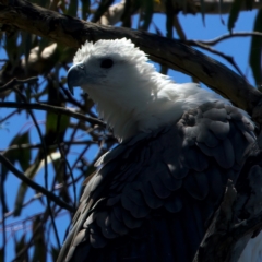 Haliaeetus leucogaster (White-bellied Sea-Eagle) at Yarrow, NSW - 18 Dec 2023 by jb2602