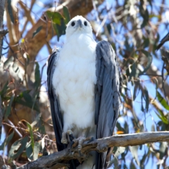 Haliaeetus leucogaster at Googong Foreshore - suppressed