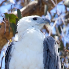 Haliaeetus leucogaster at Googong Foreshore - suppressed