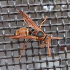 Polistes (Polistella) humilis at Wanniassa, ACT - 19 Dec 2023