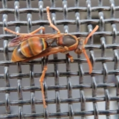 Polistes (Polistella) humilis at Wanniassa, ACT - 19 Dec 2023 02:43 PM