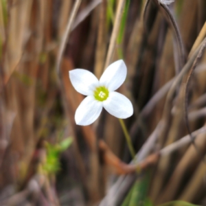 Mitrasacme polymorpha at QPRC LGA - 18 Dec 2023