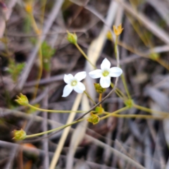 Mitrasacme polymorpha at QPRC LGA - 18 Dec 2023