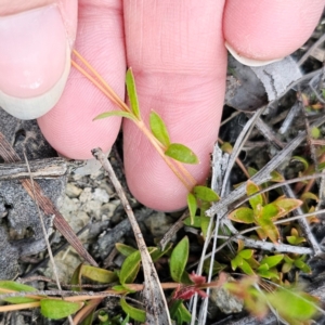 Mitrasacme polymorpha at QPRC LGA - 18 Dec 2023