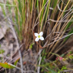 Mitrasacme polymorpha at QPRC LGA - 18 Dec 2023