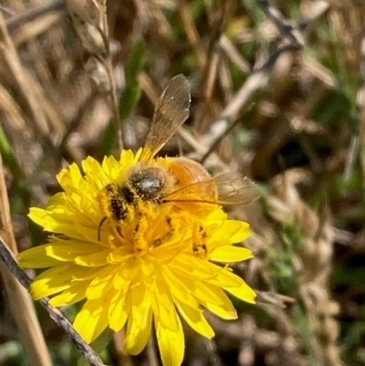 Apis mellifera (European honey bee) at Jarramlee-West MacGregor Grasslands - 14 Dec 2023 by NickiTaws