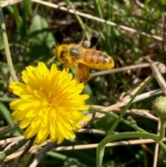 Apis mellifera at Jarramlee North (JRN) - 15 Dec 2023