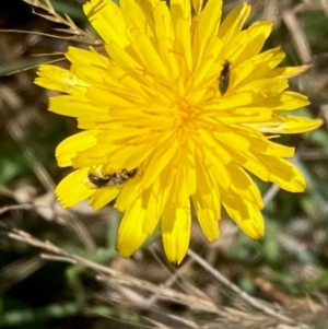 Lasioglossum (Homalictus) sp. (genus & subgenus) at Jarramlee North (JRN) - 15 Dec 2023 09:30 AM