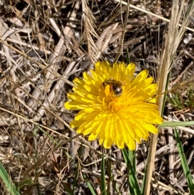 Lasioglossum (Chilalictus) sp. (genus & subgenus) (Halictid bee) at Jarramlee-West MacGregor Grasslands - 14 Dec 2023 by NickiTaws