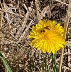 Lasioglossum (Chilalictus) sp. (genus & subgenus) at Jarramlee North (JRN) - 15 Dec 2023