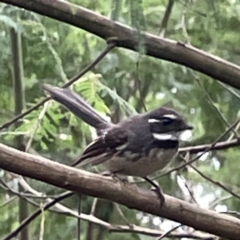 Rhipidura albiscapa (Grey Fantail) at Surf Beach, NSW - 19 Dec 2023 by Hejor1