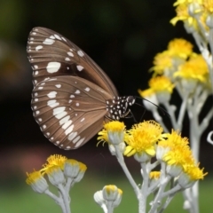 Euploea corinna (Common Crow Butterfly, Oleander Butterfly) at Wellington Point, QLD - 19 Dec 2023 by TimL