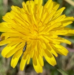 Dasytinae (subfamily) (Soft-winged flower beetle) at Jarramlee-West MacGregor Grasslands - 14 Dec 2023 by NickiTaws