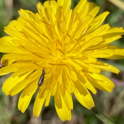 Dasytinae (subfamily) (Soft-winged flower beetle) at Jarramlee-West MacGregor Grasslands - 14 Dec 2023 by NickiTaws