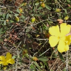 Hibbertia obtusifolia (Grey Guinea-flower) at Namadgi National Park - 18 Dec 2023 by JohnBundock