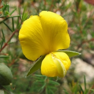 Gompholobium huegelii at Namadgi National Park - 19 Dec 2023