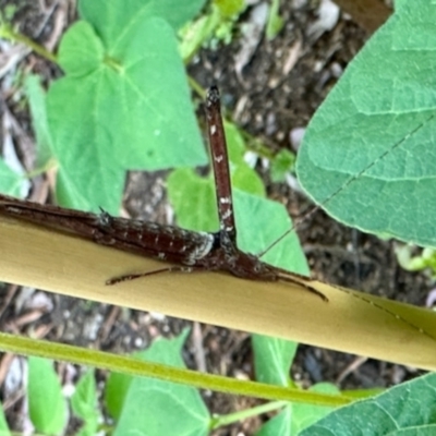 Unverified Insect at GG182 - 15 Dec 2023 by KMcCue