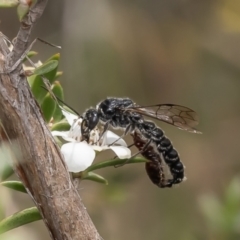 Tiphiidae (family) (Unidentified Smooth flower wasp) at Belconnen, ACT - 19 Dec 2023 by Roger