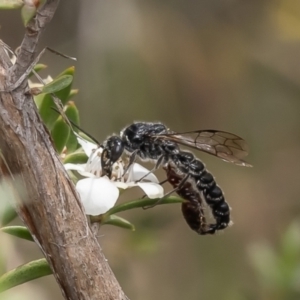 Tiphiidae (family) at Aranda Bushland - 19 Dec 2023