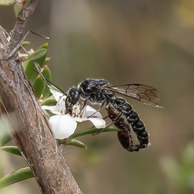 Tiphiidae (family) (Unidentified Smooth flower wasp) at Aranda Bushland - 19 Dec 2023 by Roger