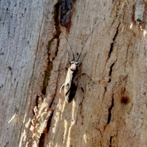 Miridae (family) at Aranda, ACT - 15 Dec 2023