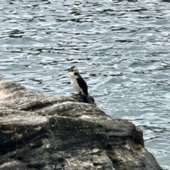 Microcarbo melanoleucos (Little Pied Cormorant) at Manly, NSW - 18 Dec 2023 by KMcCue