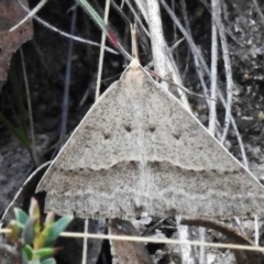 Epidesmia hypenaria (Long-nosed Epidesmia) at Namadgi National Park - 18 Dec 2023 by JohnBundock