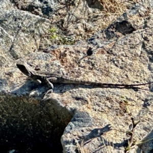 Amphibolurus muricatus at Birrigai - 13 Dec 2023