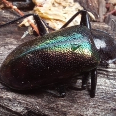 Cyphaleus metallescens (A darkling beetle) at Paddys River, ACT - 14 Dec 2023 by jac
