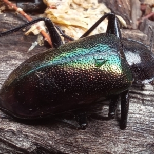 Cyphaleus metallescens at Birrigai - 14 Dec 2023