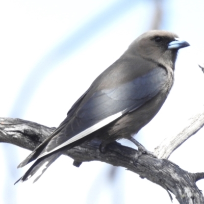 Artamus cyanopterus (Dusky Woodswallow) at Namadgi National Park - 19 Dec 2023 by JohnBundock