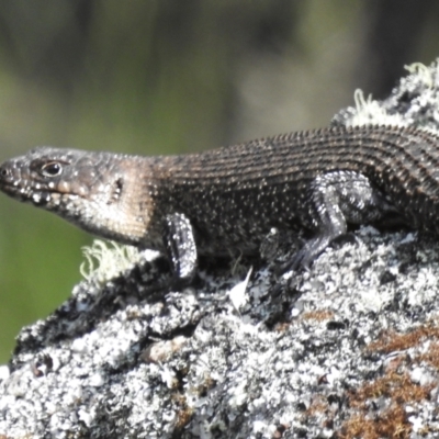 Egernia cunninghami (Cunningham's Skink) at Namadgi National Park - 18 Dec 2023 by JohnBundock