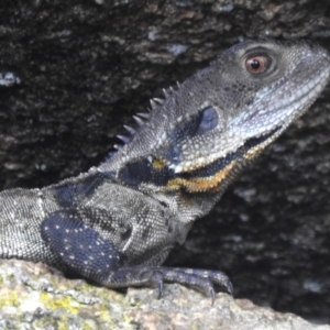 Intellagama lesueurii howittii at Namadgi National Park - 19 Dec 2023 10:22 AM