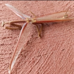 Tenodera australasiae (Purple-winged mantid) at Paddys River, ACT - 13 Dec 2023 by jac