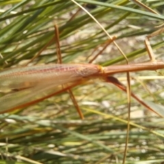 Tenodera australasiae at Birrigai - 13 Dec 2023 02:00 PM