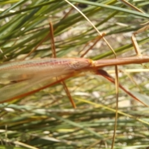 Tenodera australasiae at Birrigai - 13 Dec 2023