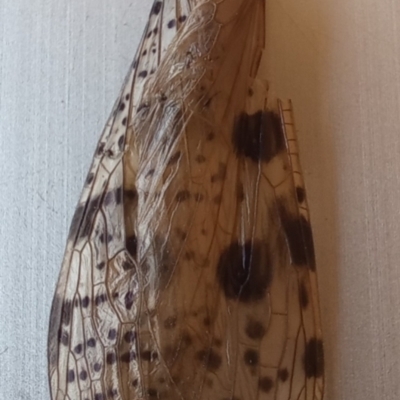 Archichauliodes (Riekochauliodes) guttiferus (Dobsonfly or Fishfly) at Paddys River, ACT - 12 Dec 2023 by jac