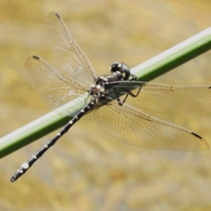 Eusynthemis brevistyla at Namadgi National Park - 19 Dec 2023 11:00 AM