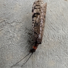 Archichauliodes (Riekochauliodes) guttiferus (Dobsonfly or Fishfly) at Paddys River, ACT - 10 Dec 2023 by jac