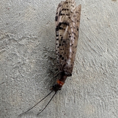Archichauliodes (Riekochauliodes) guttiferus (Dobsonfly or Fishfly) at Paddys River, ACT - 10 Dec 2023 by jac
