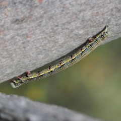 Chlenias banksiaria group (A Geometer moth) at Cotter River, ACT - 18 Dec 2023 by RAllen