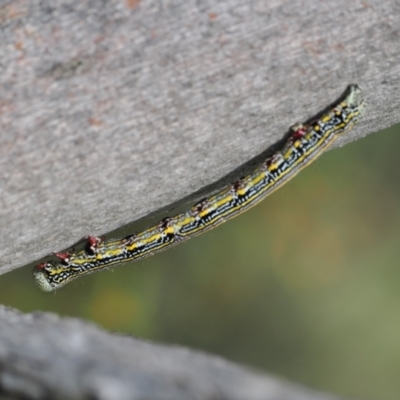 Chlenias banksiaria group (A Geometer moth) at Namadgi National Park - 18 Dec 2023 by RAllen