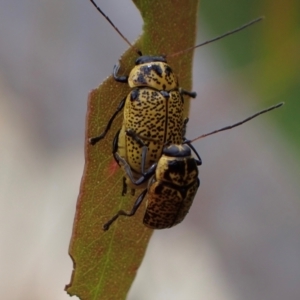 Aporocera (Aporocera) erosa at Murrumbateman, NSW - 19 Dec 2023